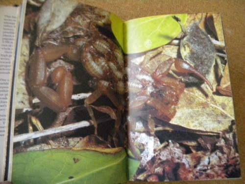 LIFE ON EARTH by David Attenborough