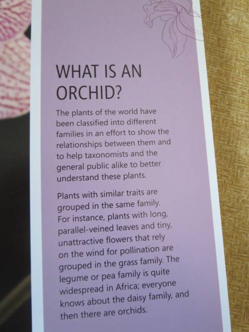 ANYONE CAN GROW ORCHIDS  by Nollie Cilliers and Tinus Oberholzer