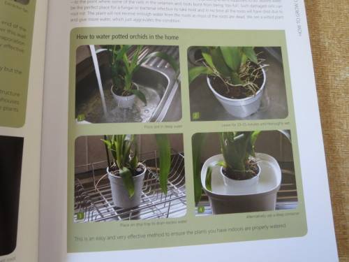 ANYONE CAN GROW ORCHIDS  by Nollie Cilliers and Tinus Oberholzer
