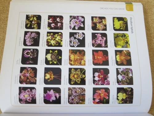 ANYONE CAN GROW ORCHIDS  by Nollie Cilliers and Tinus Oberholzer