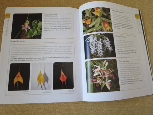 ANYONE CAN GROW ORCHIDS  by Nollie Cilliers and Tinus Oberholzer