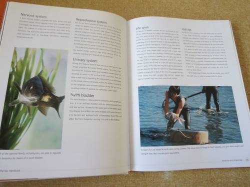 KOI   A handbook on keeping Nishikigoi  by Servaas de Kock and Ronnie Watt