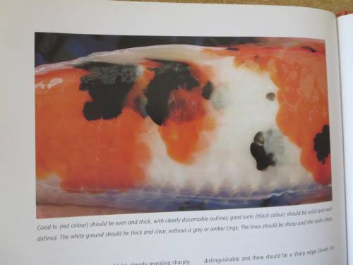 KOI   A handbook on keeping Nishikigoi  by Servaas de Kock and Ronnie Watt