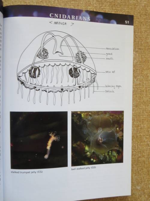 A FIELD GUIDE TO MARINE ANIMALS OF THE CAPE PENINSULA  by Georgina Jones