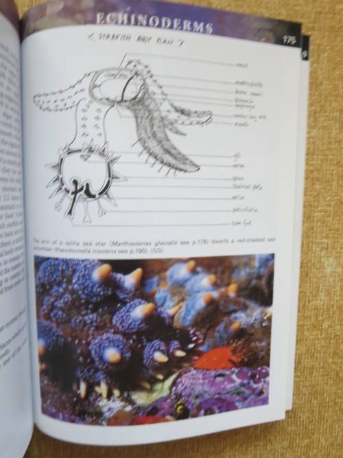 A FIELD GUIDE TO MARINE ANIMALS OF THE CAPE PENINSULA  by Georgina Jones