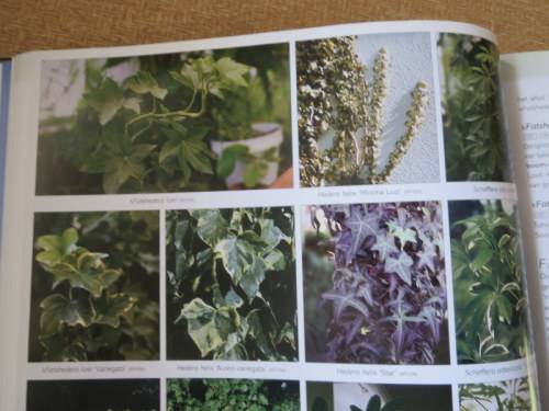 DIE SUIDER-AFRIKAANSE: WATTER BLOM IS DIT?  deur Kristo Pienaar and Gideon F. Smith