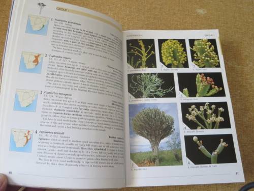 FIELD GUIDE TO TREES OF SOUTHERN AFRICA  by Braam v Wyk & Piet v Wyk