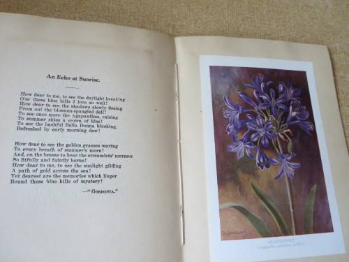 SIX SOUTH AFRICAN FLOWERS AND VERSE  Verses by: Kolbe, Tucker, Bromley and Cole