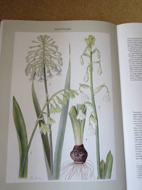 BULBOUS PLANTS OF SOUTHERN AFRICA  by Niel du Plessis & Graham Duncan  (In slipcase)