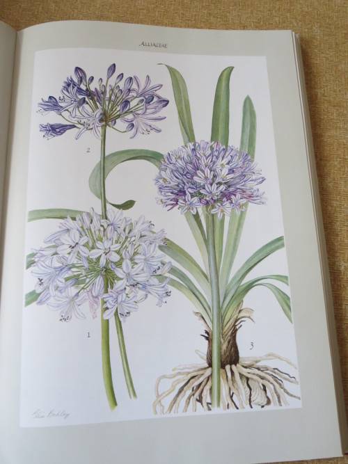 BULBOUS PLANTS OF SOUTHERN AFRICA  by Niel du Plessis & Graham Duncan  (In slipcase)