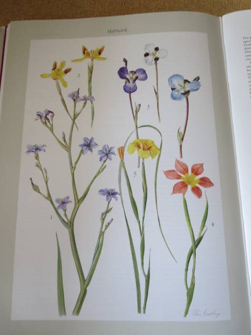 BULBOUS PLANTS OF SOUTHERN AFRICA  by Niel du Plessis & Graham Duncan  (In slipcase)