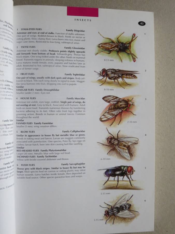 WILDLIFE OF SOUTHERN AFRICA  Field guide to animals and plants of the region by Vincent Carruthers