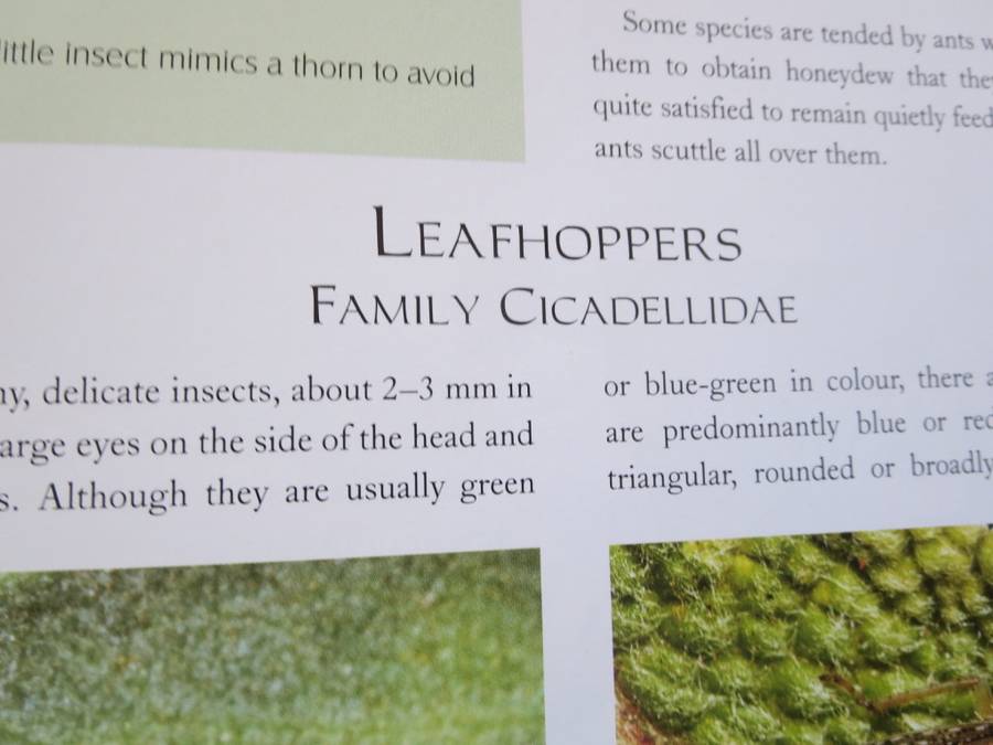 REMARKABLE INSECTS OF SOUTH AFRICA. A photographic safari. Lambert Smith.