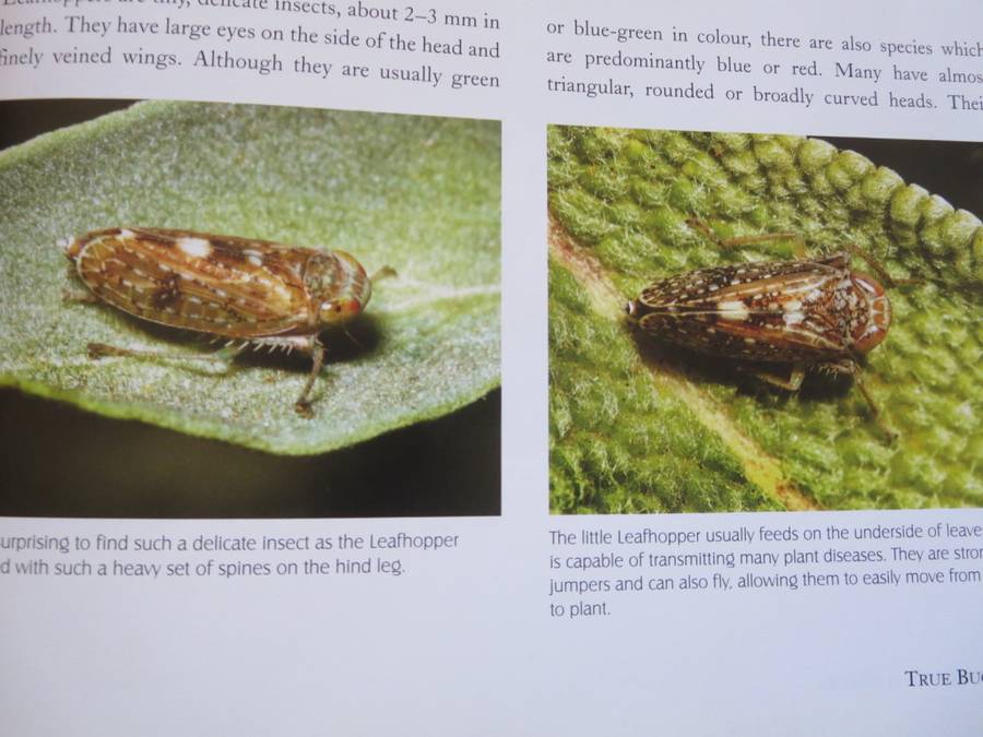 REMARKABLE INSECTS OF SOUTH AFRICA. A photographic safari. Lambert Smith.