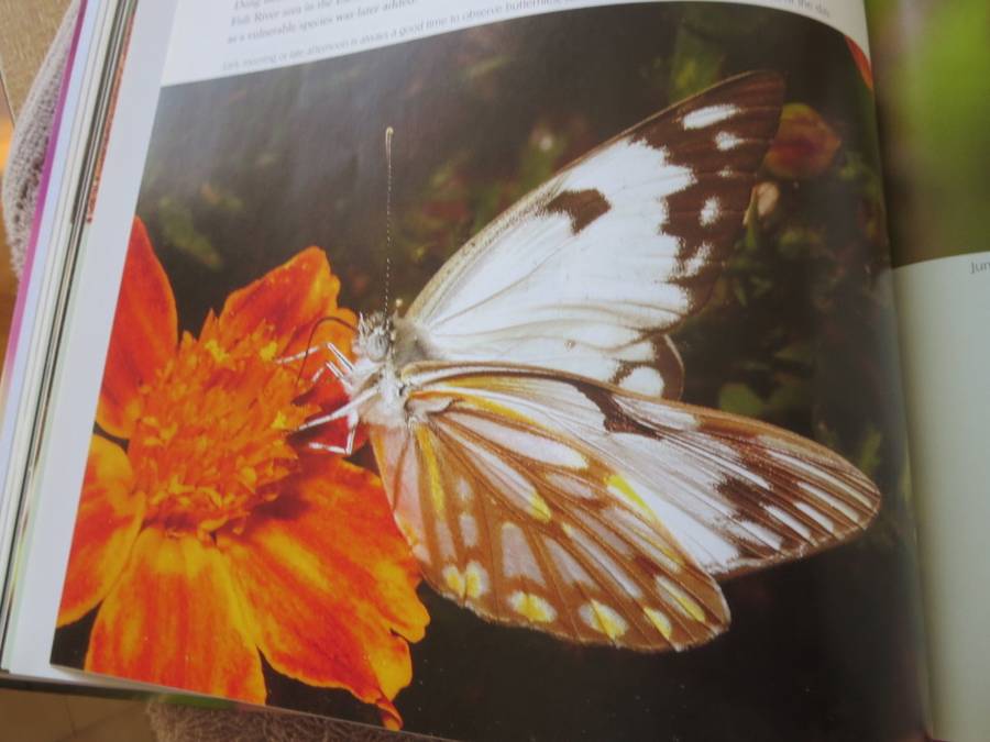 REMARKABLE INSECTS OF SOUTH AFRICA. A photographic safari. Lambert Smith.