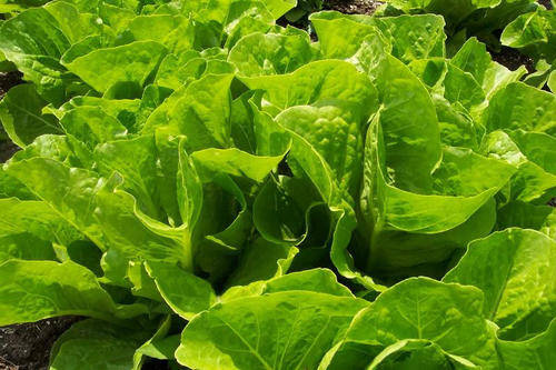 100 PARRIS ISLAND COS ROMAINE LETTUCE Lactuca Seeds