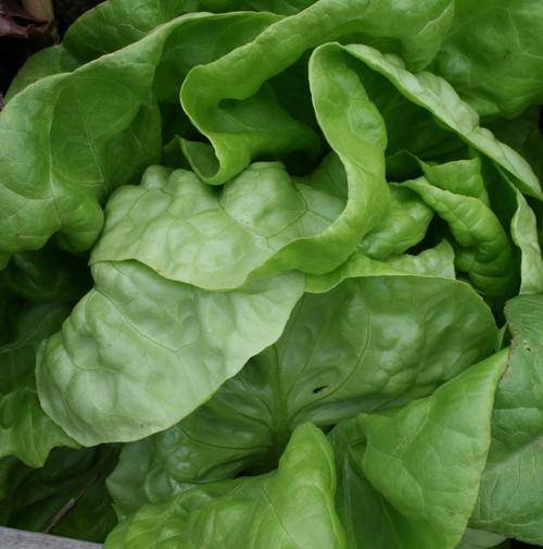 100 BUTTERCRUNCH LEAF LETTUCE Lactuca Sativa Seeds