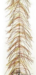 Veniard Wiggle Hackle - BLACK - Fly fishing