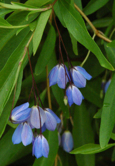 Sollya heterophylla 5 seed "Blue bell creeper"