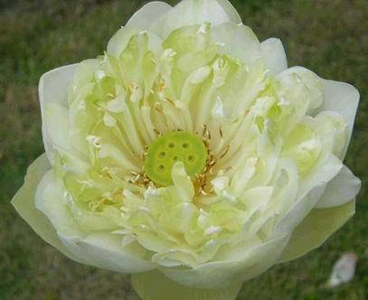LOTUS 1SEED Nelumbo Nucifera Plaenum White