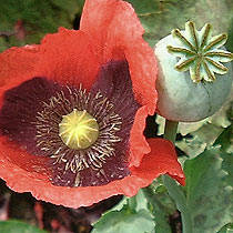 Papaver somniferum 20 seed "Sawyers mix"