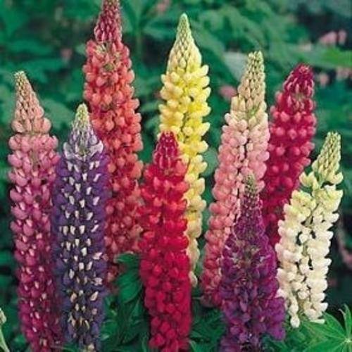 Lupine 10 seeds "Russell extra choice"