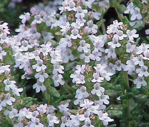 Thymus Vulgaris 50 seeds "Thyme"