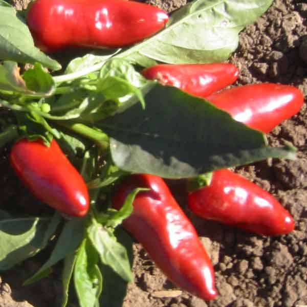 Hot pepper 10 seeds "Fresno"