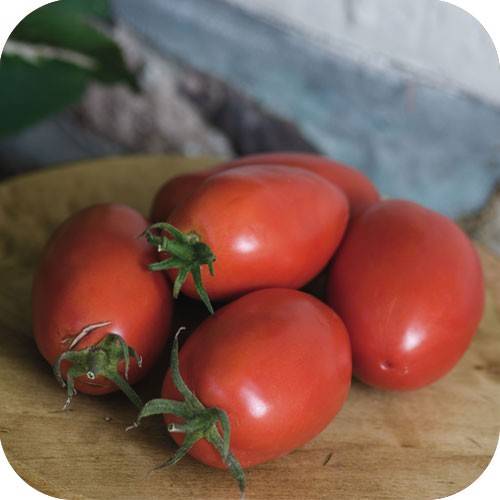 Tomato 15 SEEDS "Amish paste"