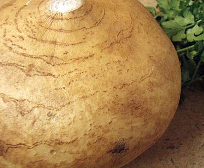 Jicama 5 seeds "Mexican potato"
