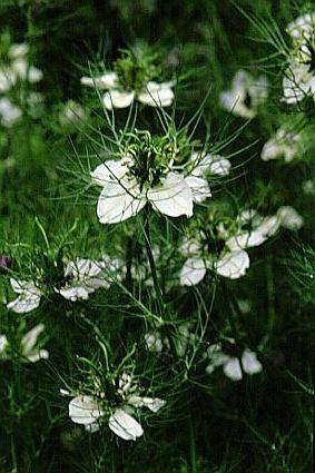 Nigella sativa 40 seeds "BLACK CUMIN"