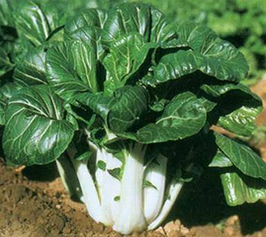 Pak choy 80+ Seeds "Dwarf Nai You Bok Choy"