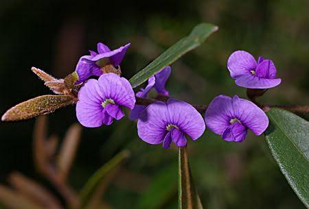 Hovea acuntifolia 5 seeds