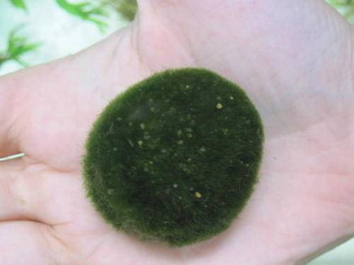 Aquarium plant- Marimo ball- LIVE PLANT
