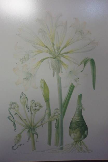 TWO BEAUTIFUL FRAMED "FAY ANDERSON" BOTANICAL FLOWERS WATER COLOUR PRINTS bid/print