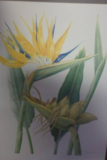TWO BEAUTIFUL FRAMED "FAY ANDERSON" BOTANICAL FLOWERS WATER COLOUR PRINTS bid/print