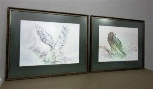 Two stunning (framed behind glass) wildlife birds-of-pray watercolour painting prints - RS17Sale