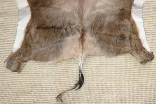 **RS17** A fantastic (1,4m x 1m) genuine Blesbok skin/ hide mat in great condition