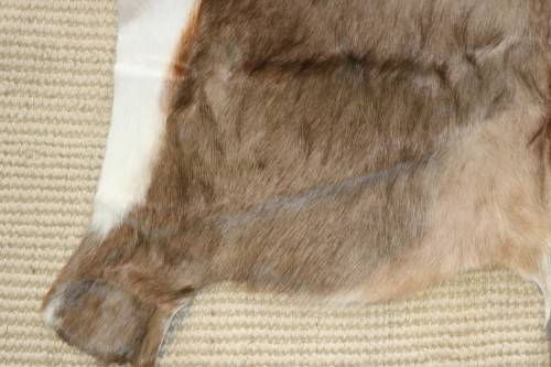 **RS17** A fantastic (1,4m x 1m) genuine Blesbok skin/ hide mat in great condition