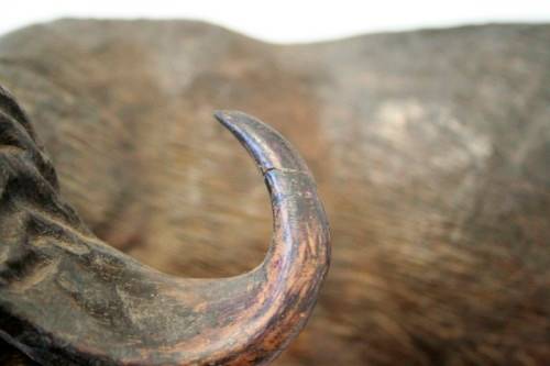 A stunning and very detailed large hand-carved African Buffalo carving in wonderful condition