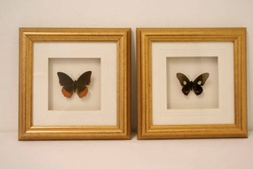 Two highly collectible box framed butterflies 'Charaxes Protoclea' and 'Papilio Harmodius'