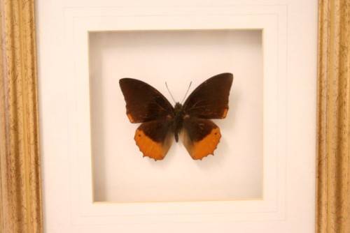 Two highly collectible box framed butterflies 'Charaxes Protoclea' and 'Papilio Harmodius'
