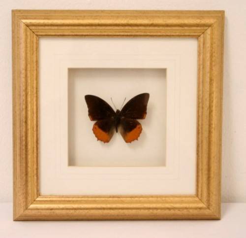 Two highly collectible box framed butterflies 'Charaxes Protoclea' and 'Papilio Harmodius'