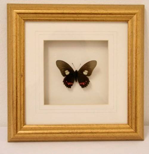 Two highly collectible box framed butterflies 'Charaxes Protoclea' and 'Papilio Harmodius'