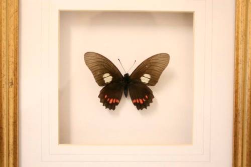 Two highly collectible box framed butterflies 'Charaxes Protoclea' and 'Papilio Harmodius'