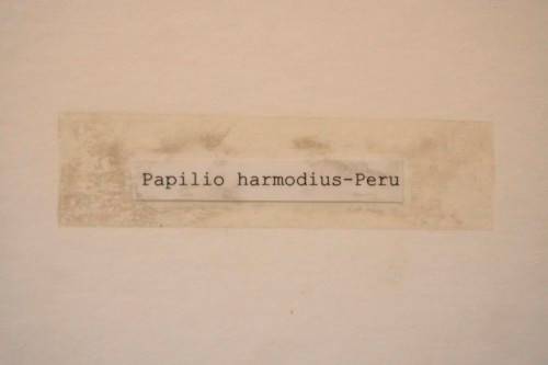 Two highly collectible box framed butterflies 'Charaxes Protoclea' and 'Papilio Harmodius'