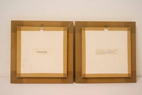 Two highly collectible box framed butterflies 'Charaxes Protoclea' and 'Papilio Harmodius'
