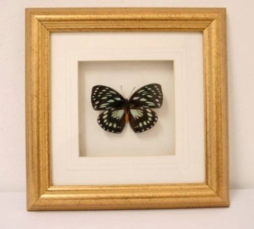 3 very collectible box framed butterflies 'Euxanthe eurinome'  'Historis Orion' 'Eurytide Serville'