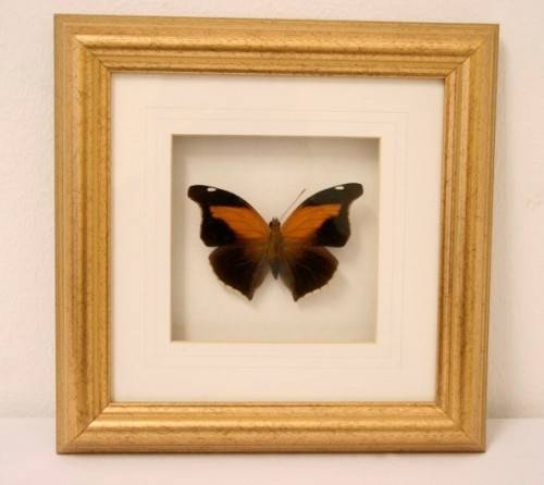3 very collectible box framed butterflies 'Euxanthe eurinome'  'Historis Orion' 'Eurytide Serville'