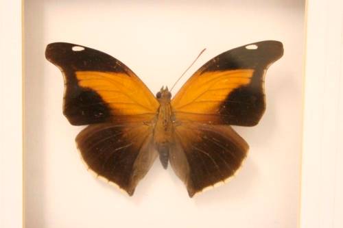 3 very collectible box framed butterflies 'Euxanthe eurinome'  'Historis Orion' 'Eurytide Serville'